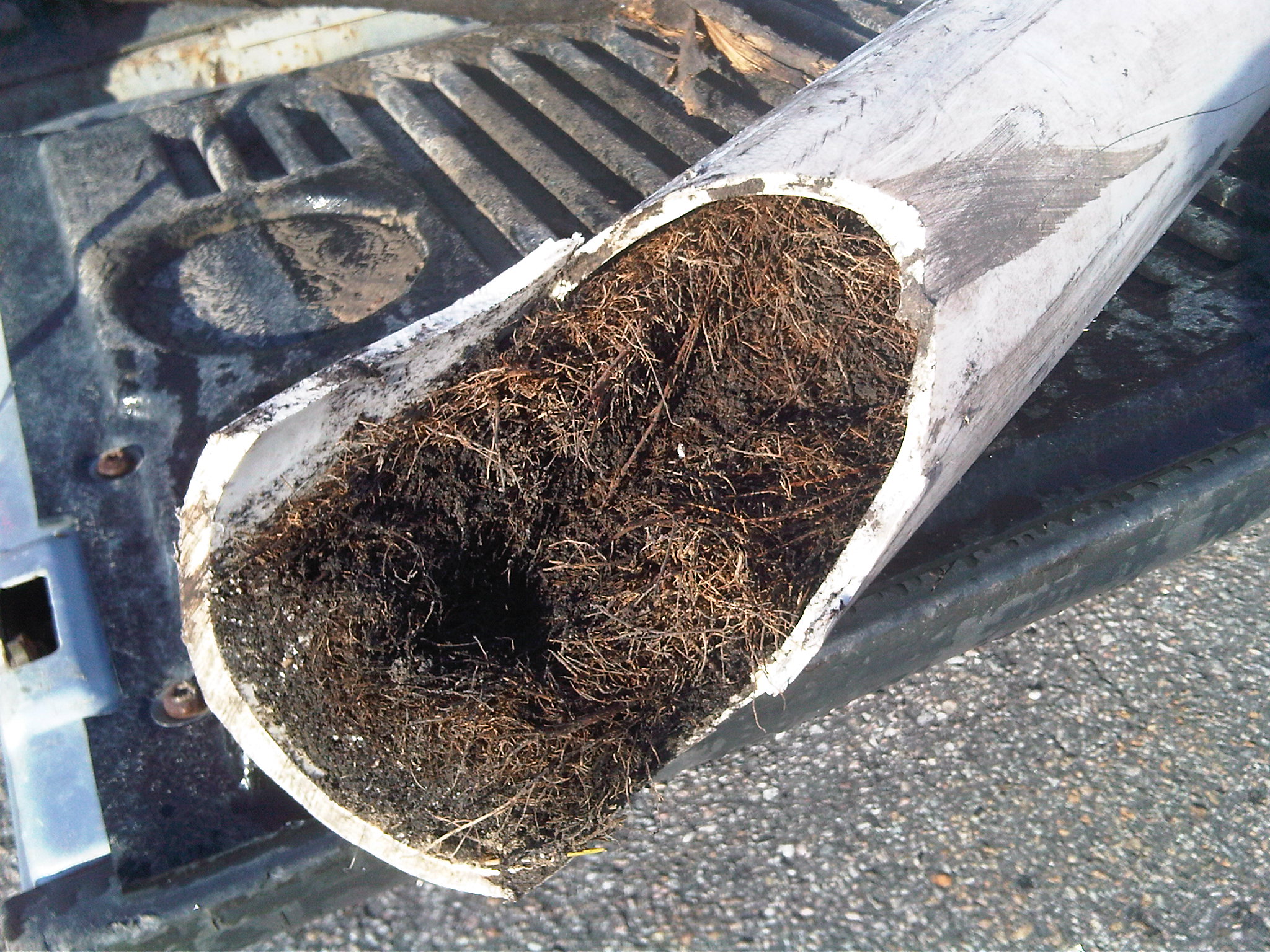 How Tree Shrub Roots Can Clog A Sewer Line